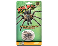 Discover with Dr. Cool Carded Mini Dig Kit - Bug