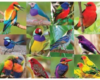 Springbok Puzzles 500PUZ BIRDS OF PARADISE