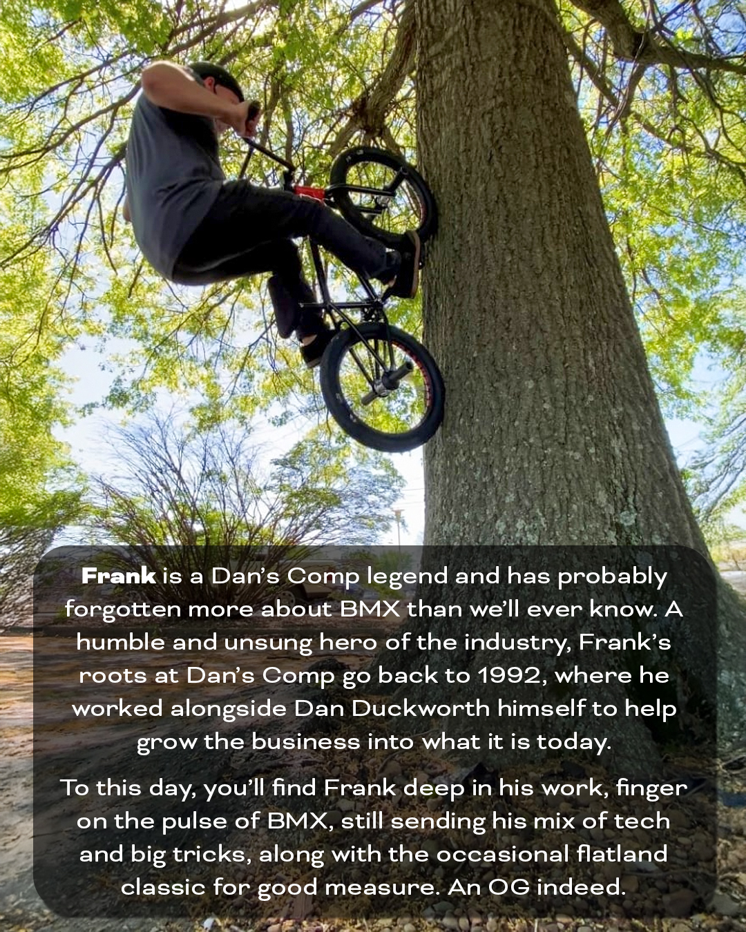 Frank doing a wall ride to fakie on a tree with a brief biography.