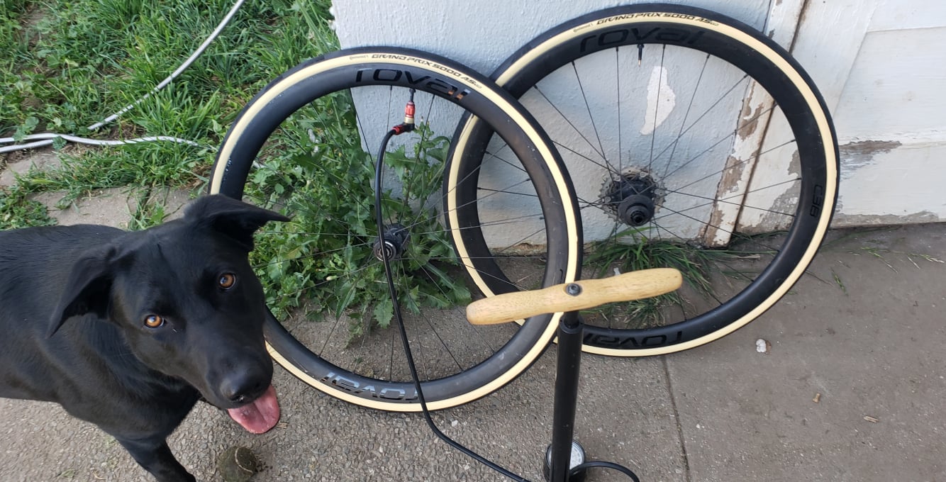 Image of non-faded GP 5000 AS TR tires with bike pump and random dog