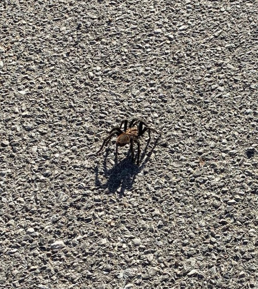 Tarantula Claire saw at the finish line